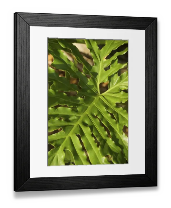 Framed Print : USA, Florida, Volusia, Edgewater, palm leaf