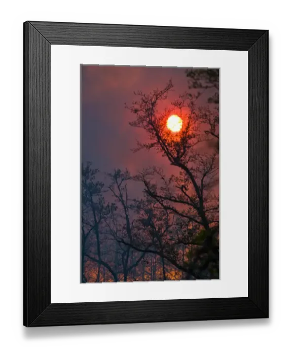 Framed Print : Forest fire in south Florida. Fire can recycle undergrowth and maintian natural habitats