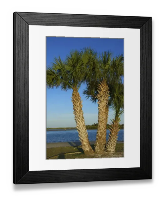 Framed Print : United States, Florida, Volusia, New Smyrna Beach, Indian River, palm tree along shore