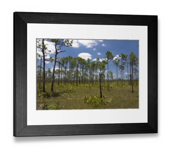 Framed Print : Typical slash pine (Pinus elliottii) habitat of SW Florida. Low density pine cover over grasses Framed Print : Typical slash pine (Pinus elliottii) habitat of SW Florida. Low density pine cover over grasses