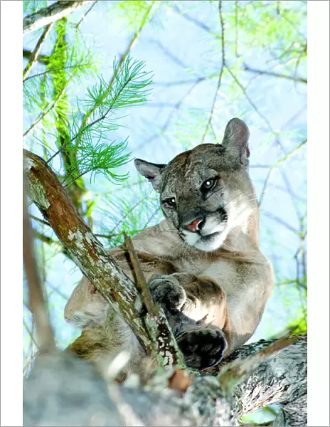 A male Florida panther is treed by specialized dogs near the Seminole Indian Reservation