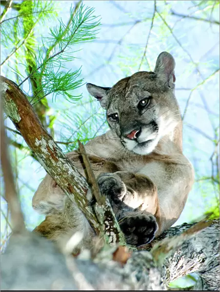 A male Florida panther is treed by specialized dogs near the Seminole Indian Reservation
