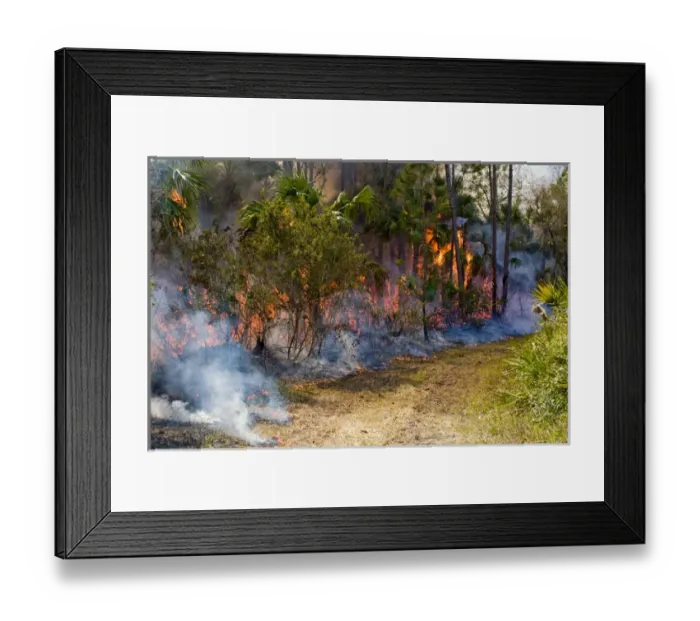Framed Print : Prescribed fire in south Florida is responsible for fuel reduction and wildlife habitat management Framed Print : Prescribed fire in south Florida is responsible for fuel reduction and wildlife habitat management