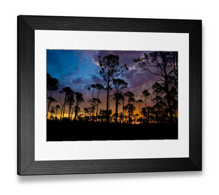 Framed Print : The rising sun silhouettes the slash pine trees in the foreground, looking east into Framed Print : The rising sun silhouettes the slash pine trees in the foreground, looking east into