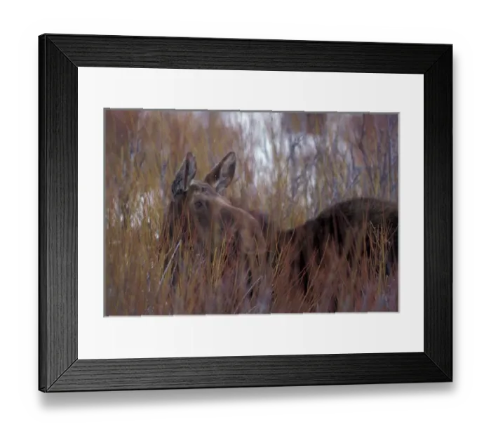 Framed Print : NA, USA, Wyoming, Grant Teton National Park. Moose standing in willows Framed Print : NA, USA, Wyoming, Grant Teton National Park. Moose standing in willows