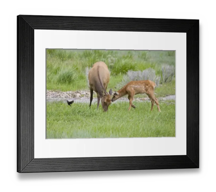 Framed Print : WY, Yellowstone National Park, Elk calf and mother Framed Print : WY, Yellowstone National Park, Elk calf and mother