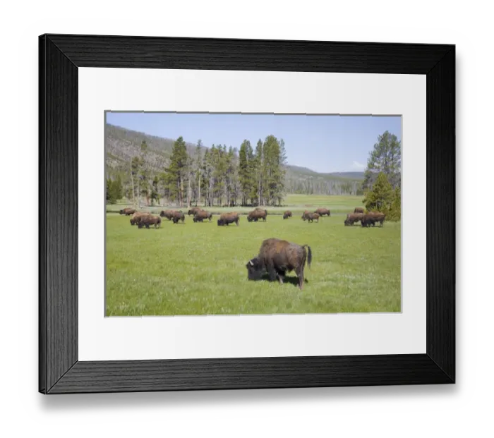 Framed Print : WY, Yellowstone National Park, Bison herd, at Gibbon Meadows