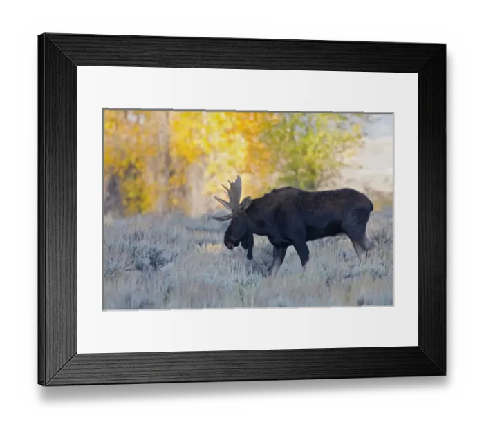 Framed Print : WY, Grand Teton National Park, Bull Moose, (Alces alces) Framed Print : WY, Grand Teton National Park, Bull Moose, (Alces alces)