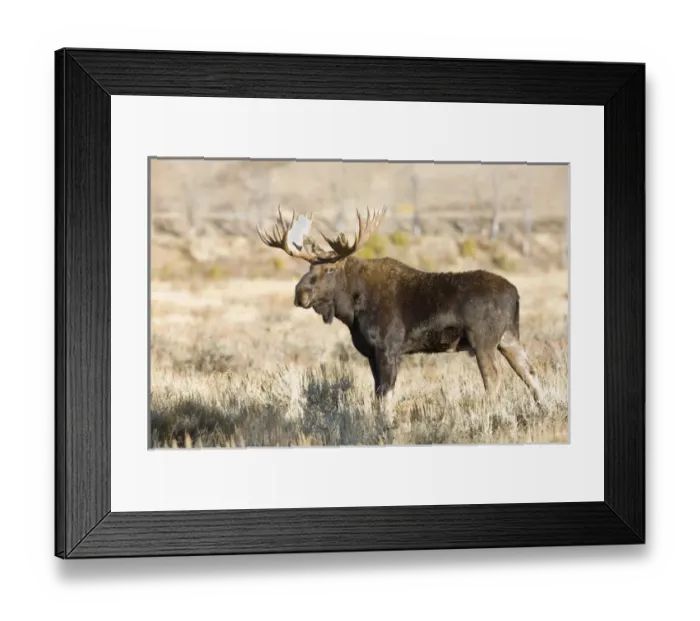 Framed Print : WY, Grand Teton National Park, Bull Moose, (Alces alces)