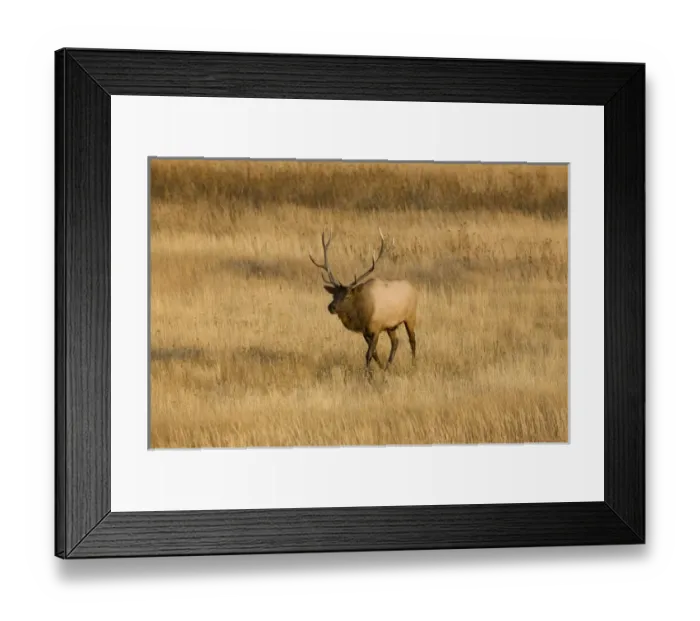 Framed Print : WY, Yellowstone National Park, Bull Elk, in meadow, (Cervus elaphus) Framed Print : WY, Yellowstone National Park, Bull Elk, in meadow, (Cervus elaphus)