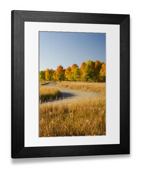 Framed Print : WY, Grand Teton National Park, Aspen Trees and Road Framed Print : WY, Grand Teton National Park, Aspen Trees and Road