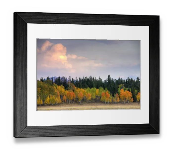 Framed Print : WY, Grand Teton National Park, Aspen trees at sunrise