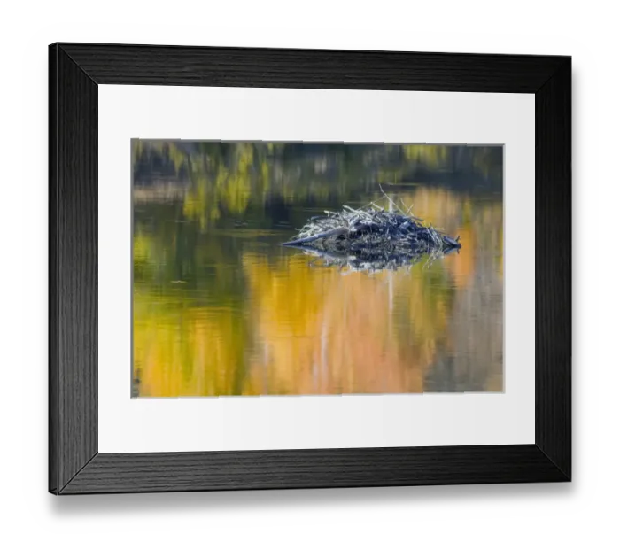 Framed Print : WY, Grand Teton National Park, Snake River with Muskrat lodge Framed Print : WY, Grand Teton National Park, Snake River with Muskrat lodge
