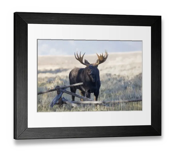 Framed Print : WY, Grand Teton National Park, Bull Moose, (Alces alces)