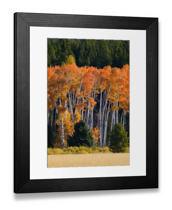 Framed Print : WY, Grand Teton National Park, Aspen trees