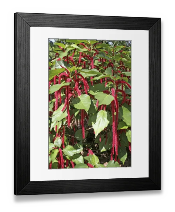 Framed Print : Chenille plant Acalypha Miami Florida Framed Print : Chenille plant Acalypha Miami Florida