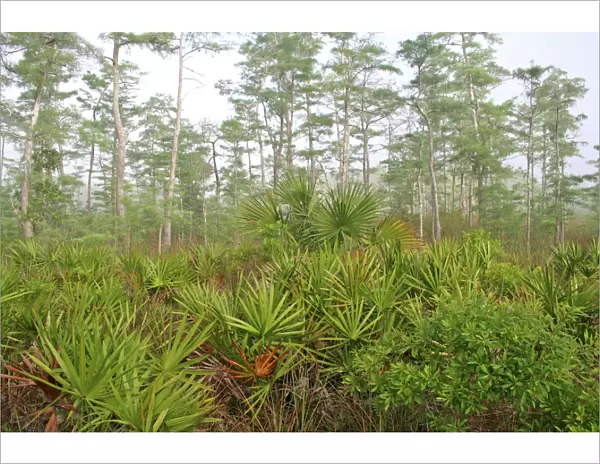 Wetlands habitat, Big Cypress National Preserve, Florida