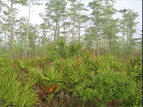 Wetlands habitat, Big Cypress National Preserve, Florida