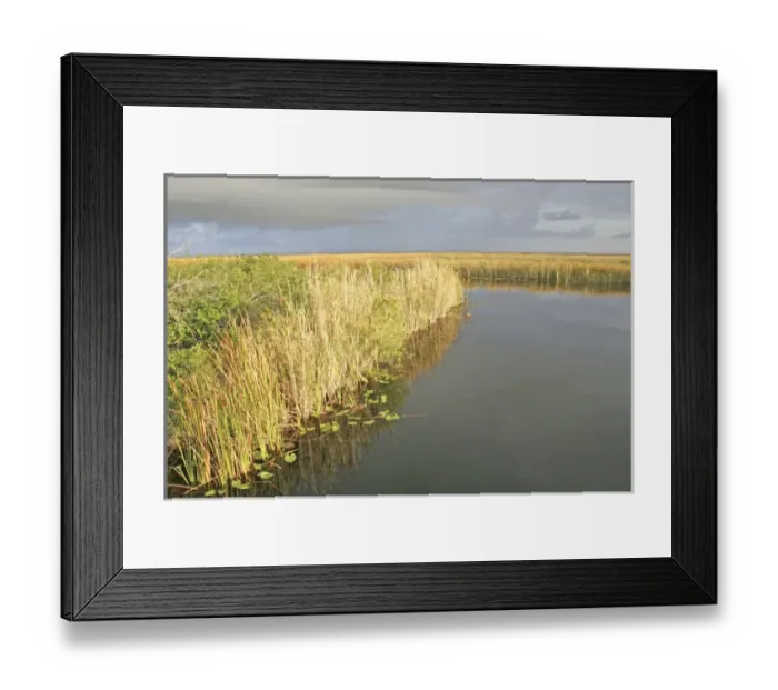 Framed Print : Dawn light, everglades wetlands, Florida Framed Print : Dawn light, everglades wetlands, Florida