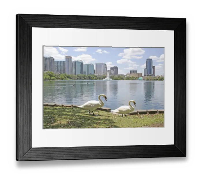 Framed Print : Swans at Lake Eola Park, Orlando Florida