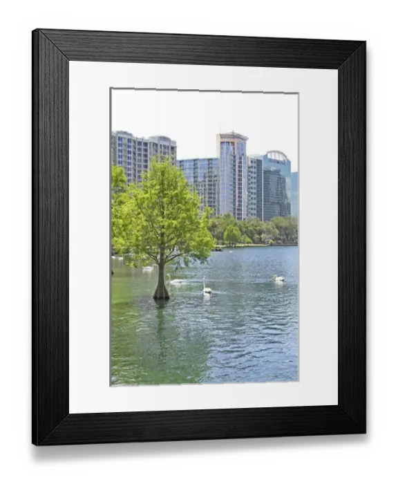 Framed Print : Swans at Lake Eola Park, Orlando Florida Framed Print : Swans at Lake Eola Park, Orlando Florida