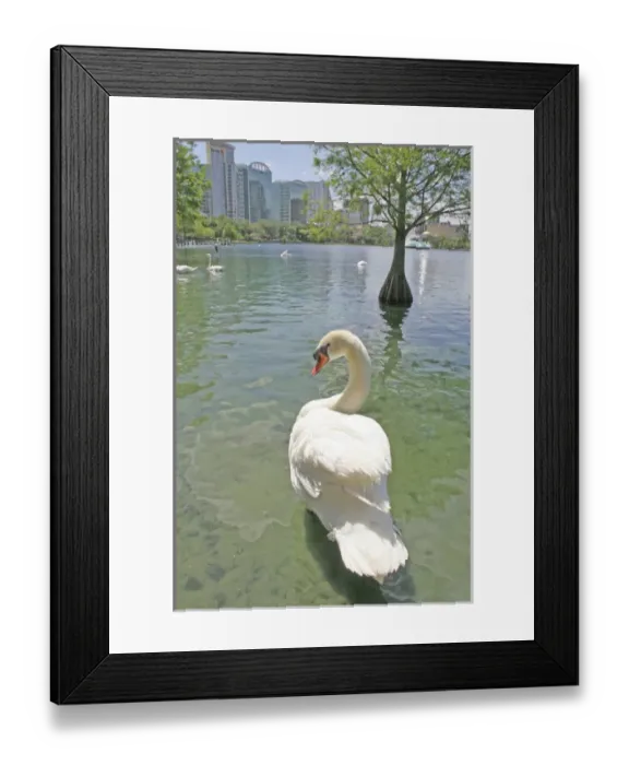 Framed Print : Swans at Lake Eola Park, Orlando Florida Framed Print : Swans at Lake Eola Park, Orlando Florida