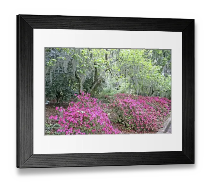 Framed Print : Azalea flowering and Spanish moss in oak trees at Alfred Maclay Gardens State Park Framed Print : Azalea flowering and Spanish moss in oak trees at Alfred Maclay Gardens State Park
