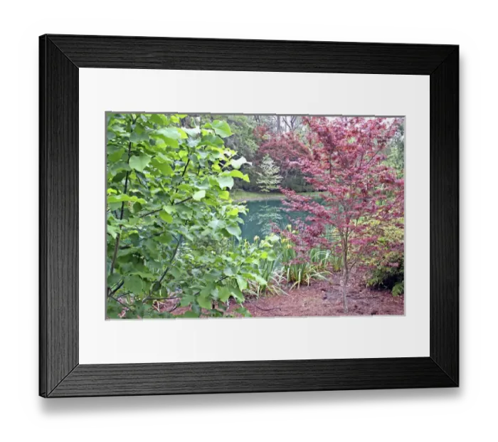 Framed Print : Garden landscaping pond at Alfred Maclay Gardens State Park Tallahassee Florida Framed Print : Garden landscaping pond at Alfred Maclay Gardens State Park Tallahassee Florida