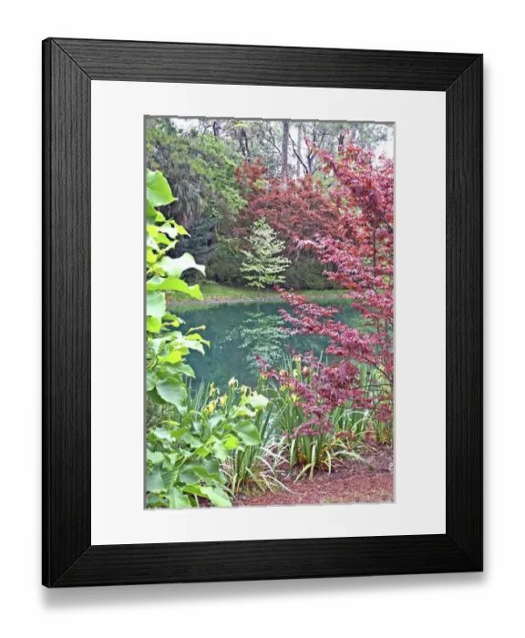Framed Print : Garden landscaping pond at Alfred Maclay Gardens State Park Tallahassee Florida