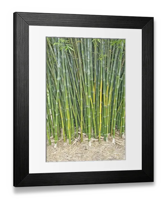 Framed Print : Bamboo plants, Kanapaha Botanical Gardens, Gainesville Florida Framed Print : Bamboo plants, Kanapaha Botanical Gardens, Gainesville Florida
