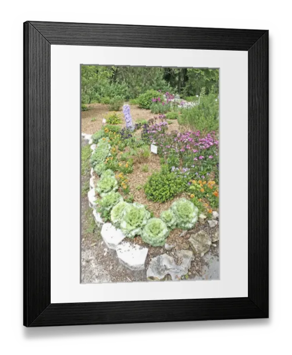 Framed Print : Butterfly garden plants, Kanapaha Botanical Gardens, Gainesville Florida