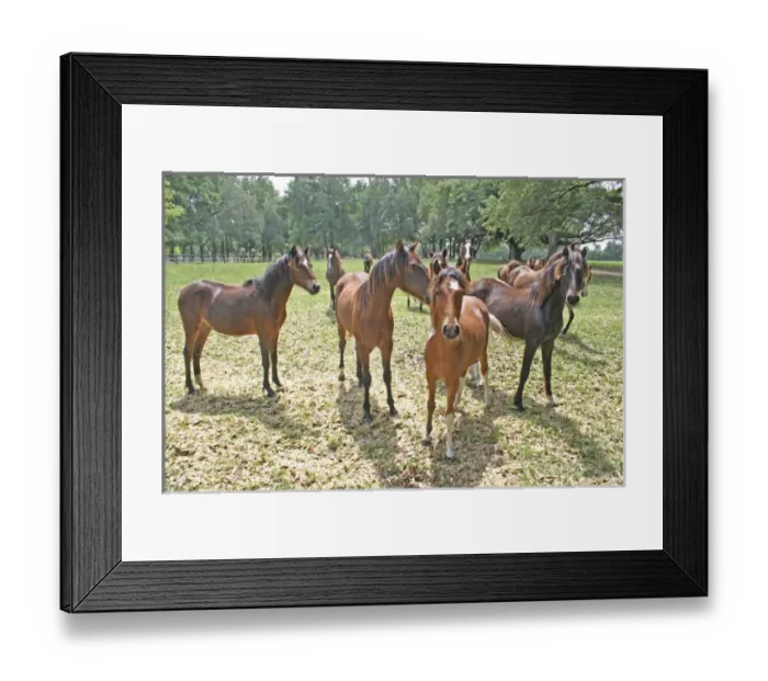 Framed Print : Horses on horse farm Ocala Florida Framed Print : Horses on horse farm Ocala Florida
