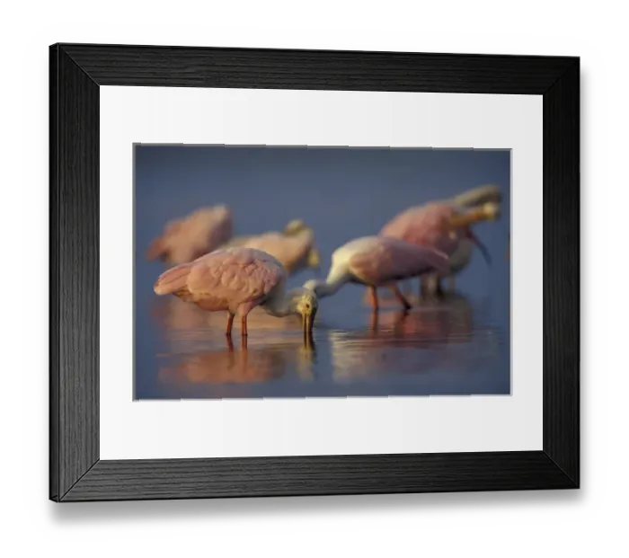 Framed Print : USA, Florida, Myakka River State Park A flock of Roseate Spoonbill Feeding