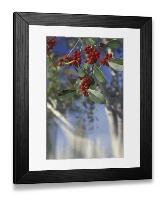 Framed Print : NA, USA, Florida, Southwest Florida East Palatka holly (Ilex x attenuata, hybrid)
