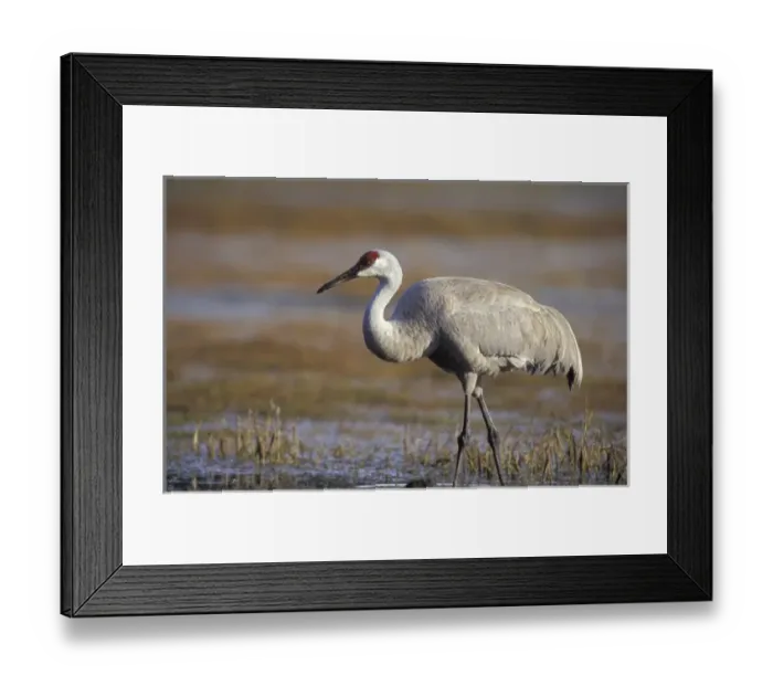 Framed Print : NA, USA, Florida, central Florida pastureland Sandhill crane (Grus canadensis) Framed Print : NA, USA, Florida, central Florida pastureland Sandhill crane (Grus canadensis)