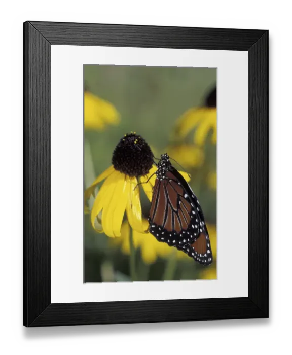 Framed Print : NA, USA, Florida, central Florida Queen butterfly on black-eyed susan (Danaus gillipus)