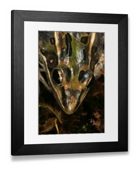 Framed Print : Leopard frog Rana sphenocephala Controlled conditions Central Florida Framed Print : Leopard frog Rana sphenocephala Controlled conditions Central Florida
