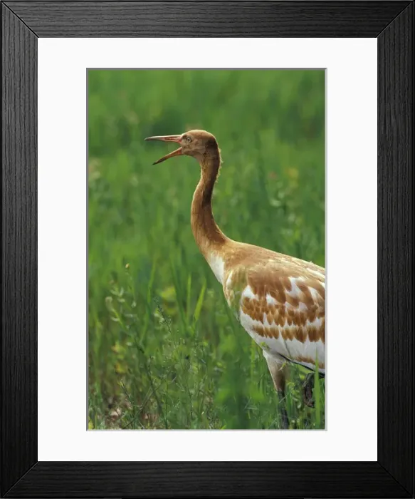 Framed Print : North America, USA, Florida, Central Florida. Whooping crane chick stretching beak Framed Print : North America, USA, Florida, Central Florida. Whooping crane chick stretching beak