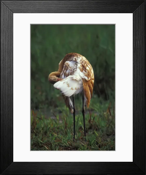 Framed Print : NA, USA, Florida, Central Florida 3-month-old Whooping crane chick (Grus americana) Framed Print : NA, USA, Florida, Central Florida 3-month-old Whooping crane chick (Grus americana)