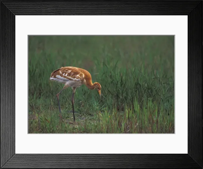 Framed Print : NA, USA, Florida, Central Florida 2-month-old Whooping crane chick (Grus americana) Framed Print : NA, USA, Florida, Central Florida 2-month-old Whooping crane chick (Grus americana)