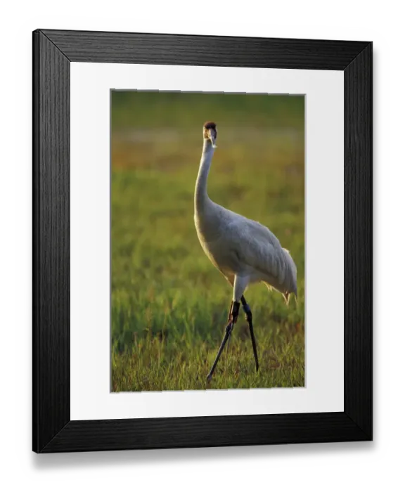 Framed Print : NA, USA, Florida, Central Florida 4-year-old male Whooping crane (Grus americana) Framed Print : NA, USA, Florida, Central Florida 4-year-old male Whooping crane (Grus americana)