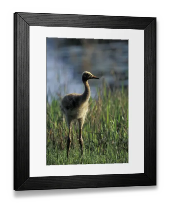 Framed Print : NA, USA, Florida, Central Florida 4-week-old Whooping crane chick (Grus americana) Framed Print : NA, USA, Florida, Central Florida 4-week-old Whooping crane chick (Grus americana)