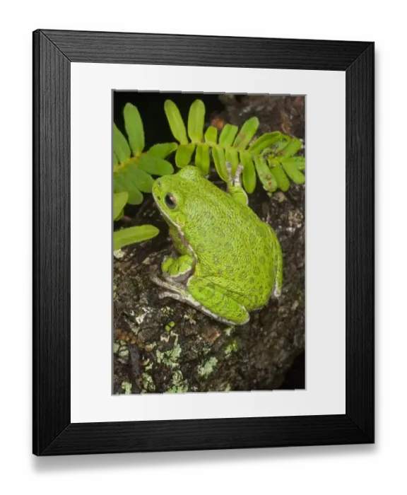 Framed Print : Barking treefrog on limb with resurrection fern Hyla gratiosa Central Florida Framed Print : Barking treefrog on limb with resurrection fern Hyla gratiosa Central Florida