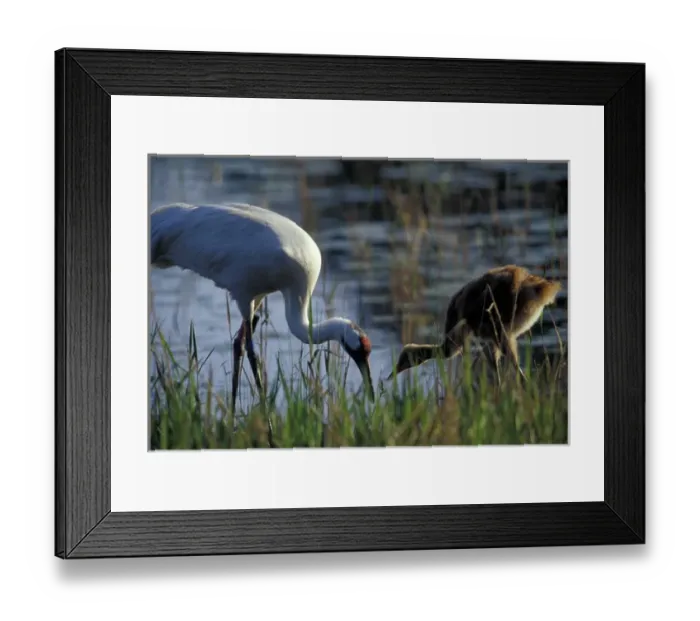 Framed Print : NA, USA, Florida, Central Florida 4-year-old Whooping crane feeding 4-week-old chick Framed Print : NA, USA, Florida, Central Florida 4-year-old Whooping crane feeding 4-week-old chick