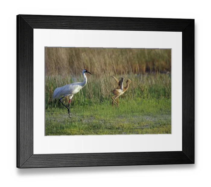 Framed Print : NA, USA, Florida, Central Florida Whooping crane chick (Grus americana) tries Framed Print : NA, USA, Florida, Central Florida Whooping crane chick (Grus americana) tries