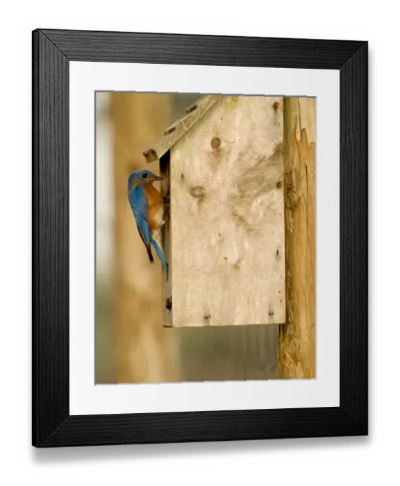 Framed Print : Male Eastern bluebird on bird box Sialia sialis Central Florida