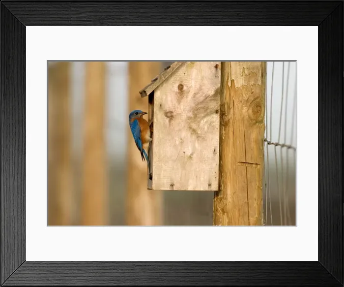 Framed Print : Male Eastern bluebird on bird box Sialia sialis Central Florida Framed Print : Male Eastern bluebird on bird box Sialia sialis Central Florida