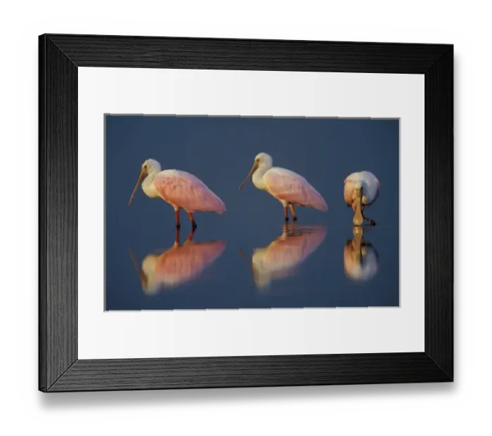 Framed Print : North America, USA, Florida, Myakka River State Park, flock of Roseate Spoonbills Framed Print : North America, USA, Florida, Myakka River State Park, flock of Roseate Spoonbills