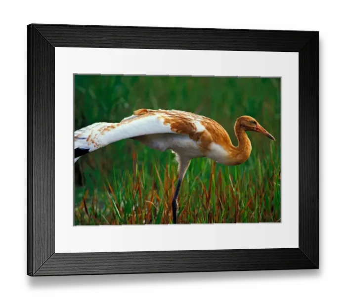 Framed Print : USA, Florida, Endangered Whooping crane fledging stretching wings, Grus americana