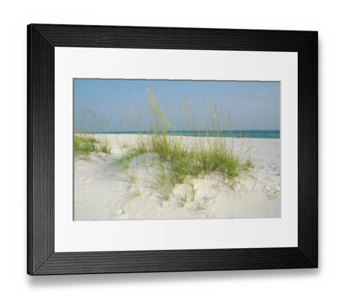 Framed Print : USA, Florida, Shell Island, St. Andrews SRA, Panama City, Sea Oats on Sand dunes Framed Print : USA, Florida, Shell Island, St. Andrews SRA, Panama City, Sea Oats on Sand dunes